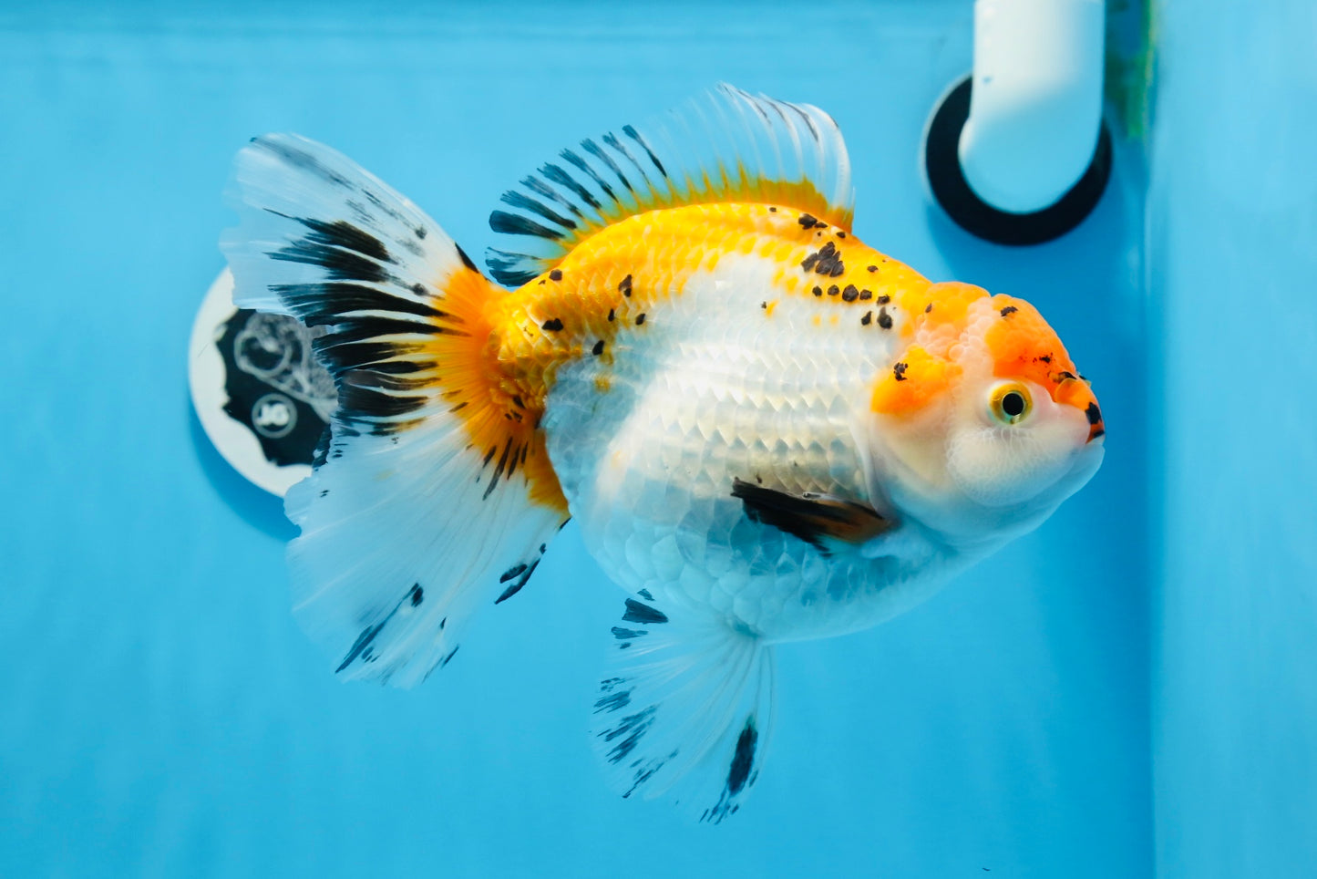 Oranda tricolor hembra de tamaño grande, grado A, 7,5 pulgadas, n.º 0706OR_09