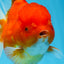 AAA Grade Cherry Sakura Oranda Female 5.5 inches #0712OR_03