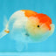 Red White LionChu Female 4-4.5 inches #041026LC_16