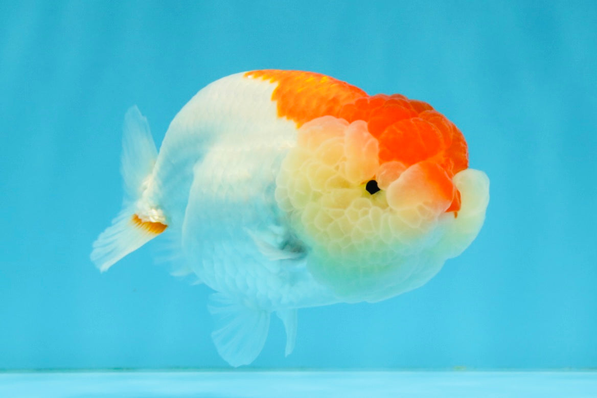 Red White LionChu Female 4-4.5 inches #041026LC_16