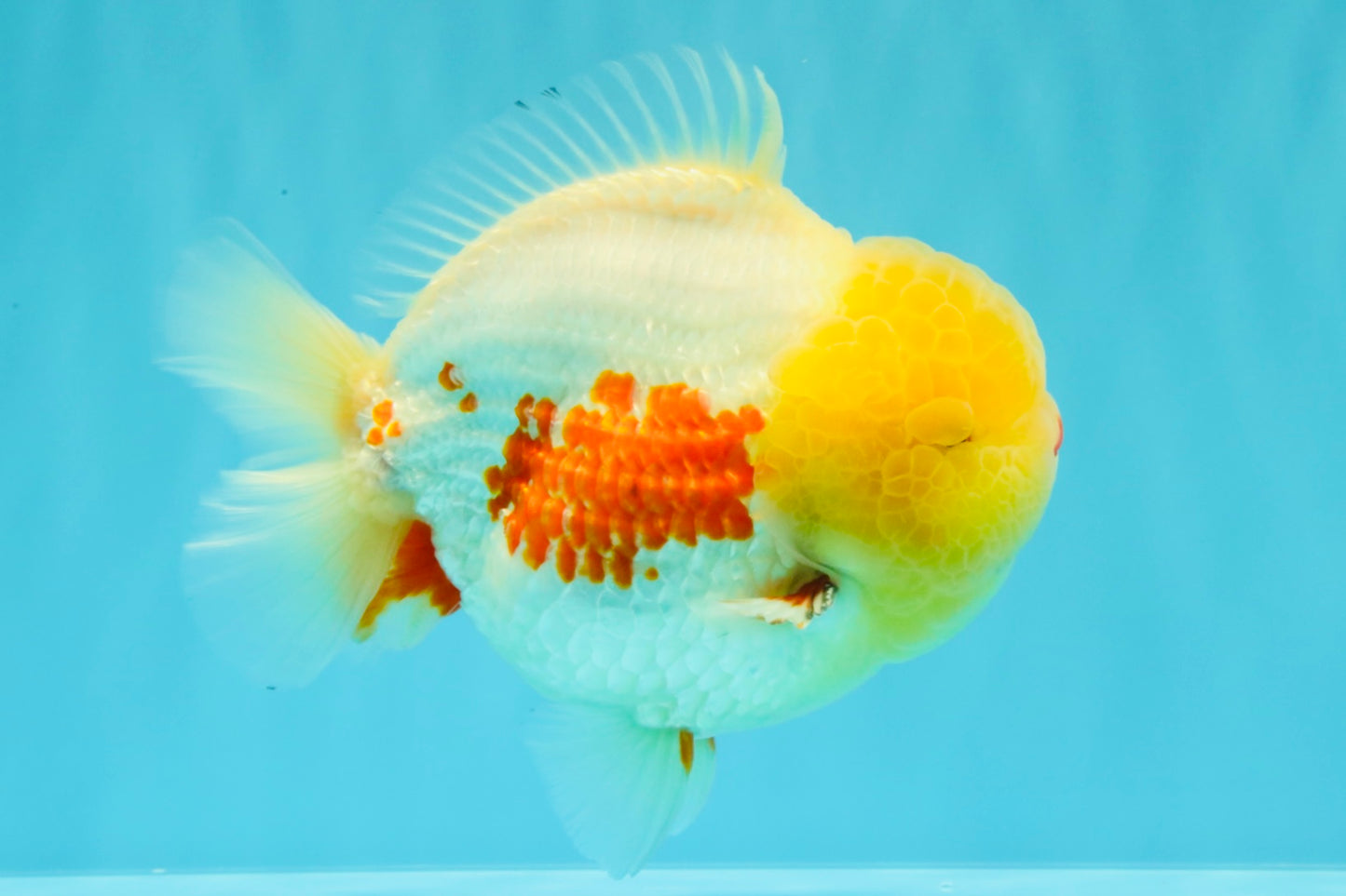 BIG WEN AAA Grade Godzilla Red White Lipstick Yuanbao Male 5.5 inches #030626YB_11