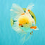 A Grade Lipstick Red White Oranda Male 5.5-6 inches #100926OR_14