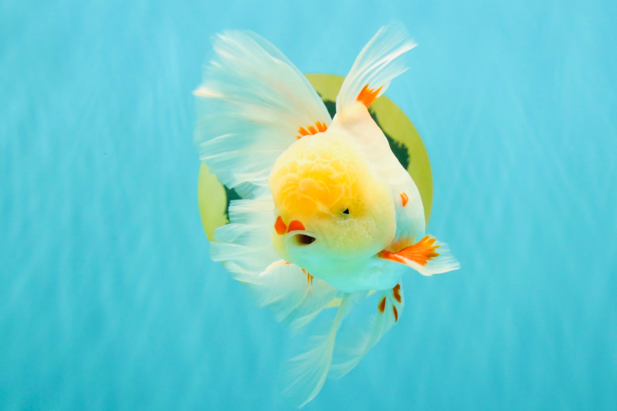 A Grade Lipstick Red White Oranda Male 5.5-6 inches #100926OR_14