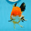 A Grade Tricolor Oranda Female 4.5 inches #0906OR_24