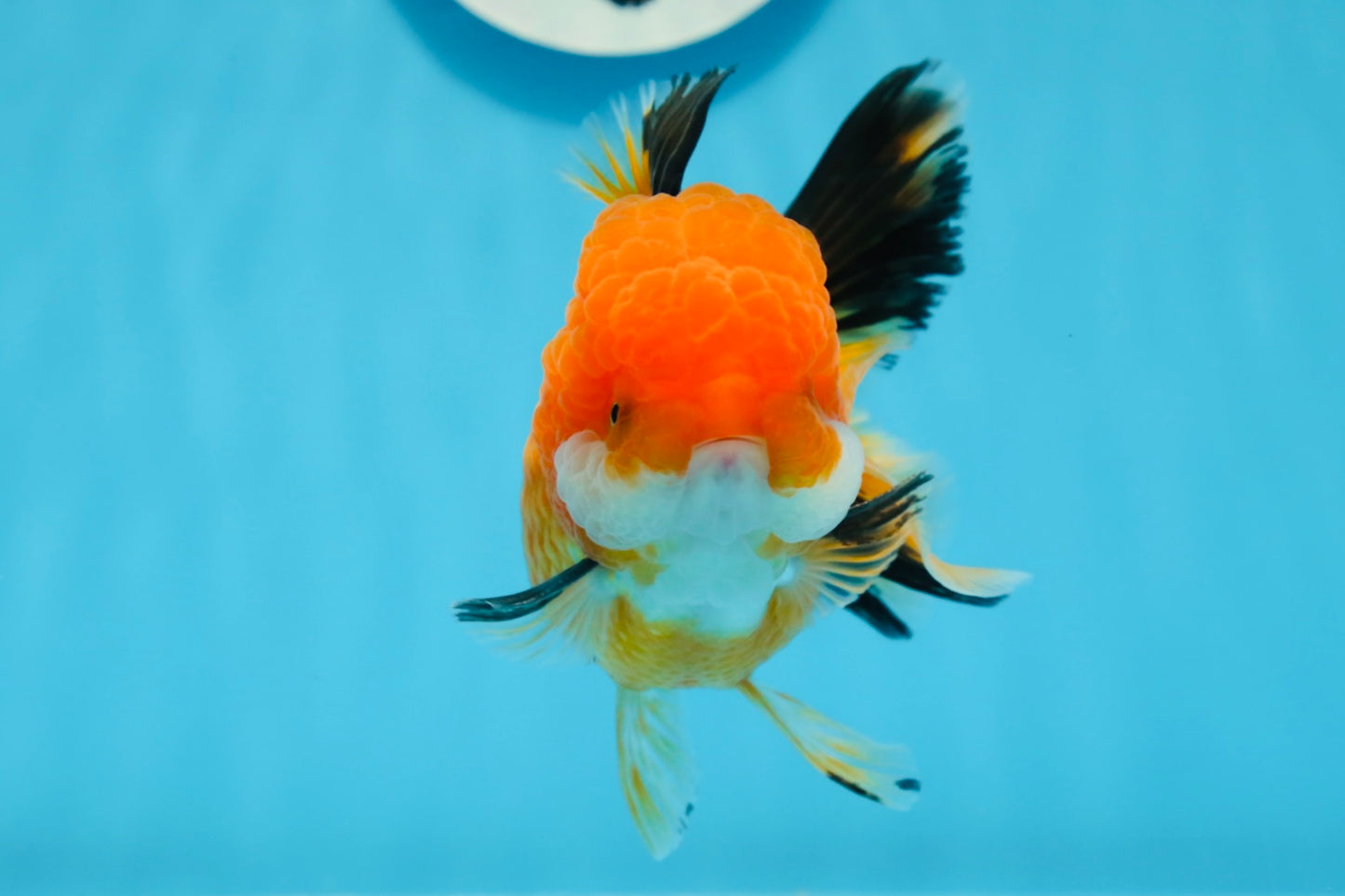 A Grade Tricolor Oranda Female 4.5 inches #0906OR_24