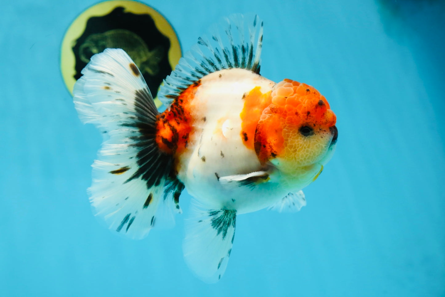 AAA Grade Godzilla Calico Sakura Button Eyes Oranda Male 5 inches #051625OR_17