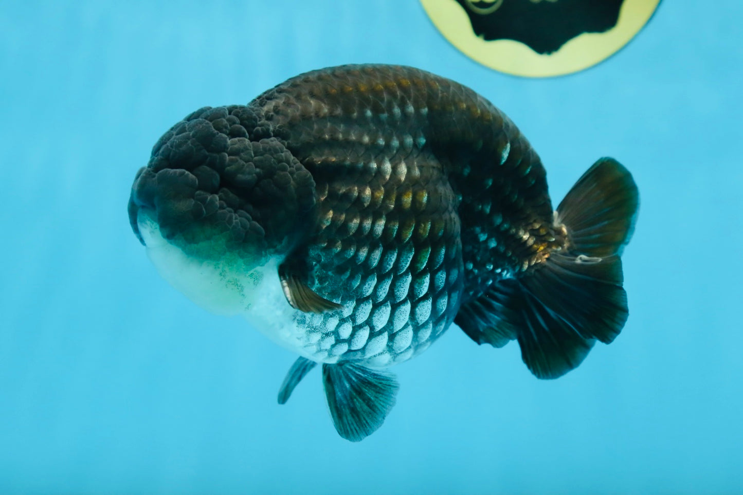 AAA Grade Black Blue LionKing 5.5 inches #082225LC_03