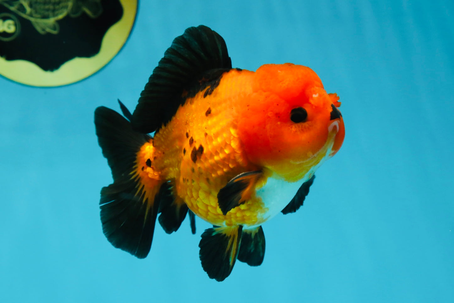 A Grade Pompom Apache Button Eyes Yuanbao Male 4 inches #050925YB_26