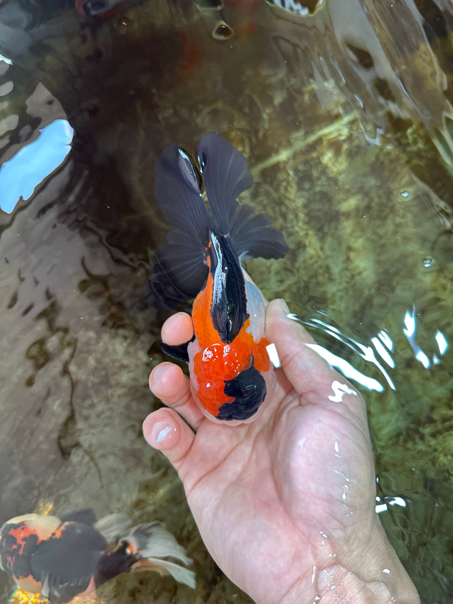 A Grade Tricolor Button Eyes Oranda Male 5 inches #080125OR_30