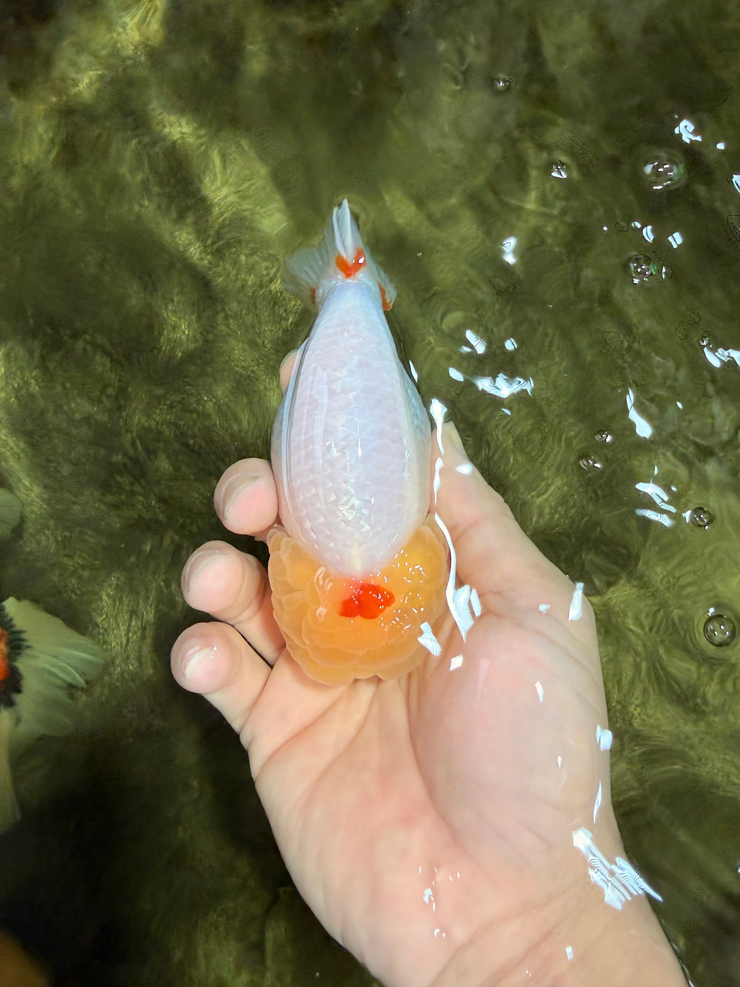 A Grade Red White LionQueen 4.5 inches #031326LC_07