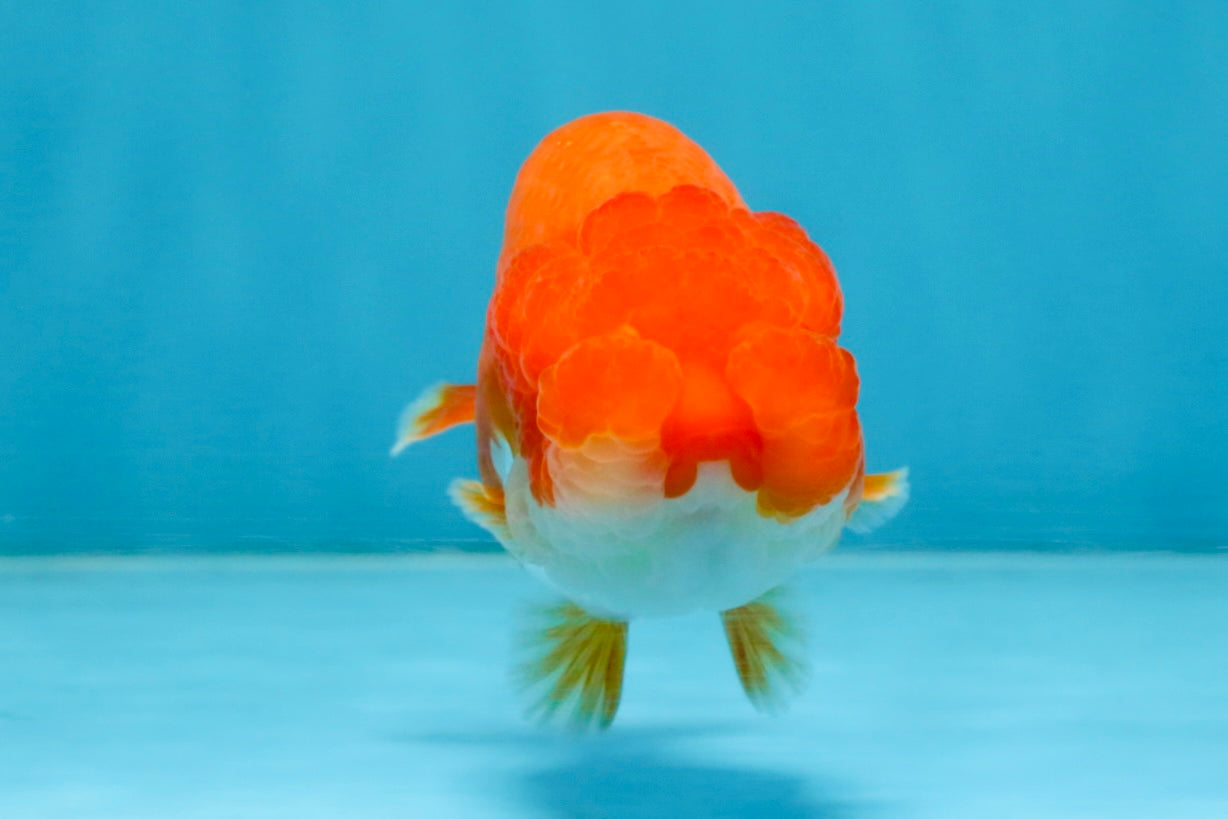 A Grade Red White LionQueen 4 inches #112825LC_04