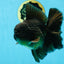 AAA Grade Young Godzilla Black Oranda Male 5.5 inches #050925OR_53