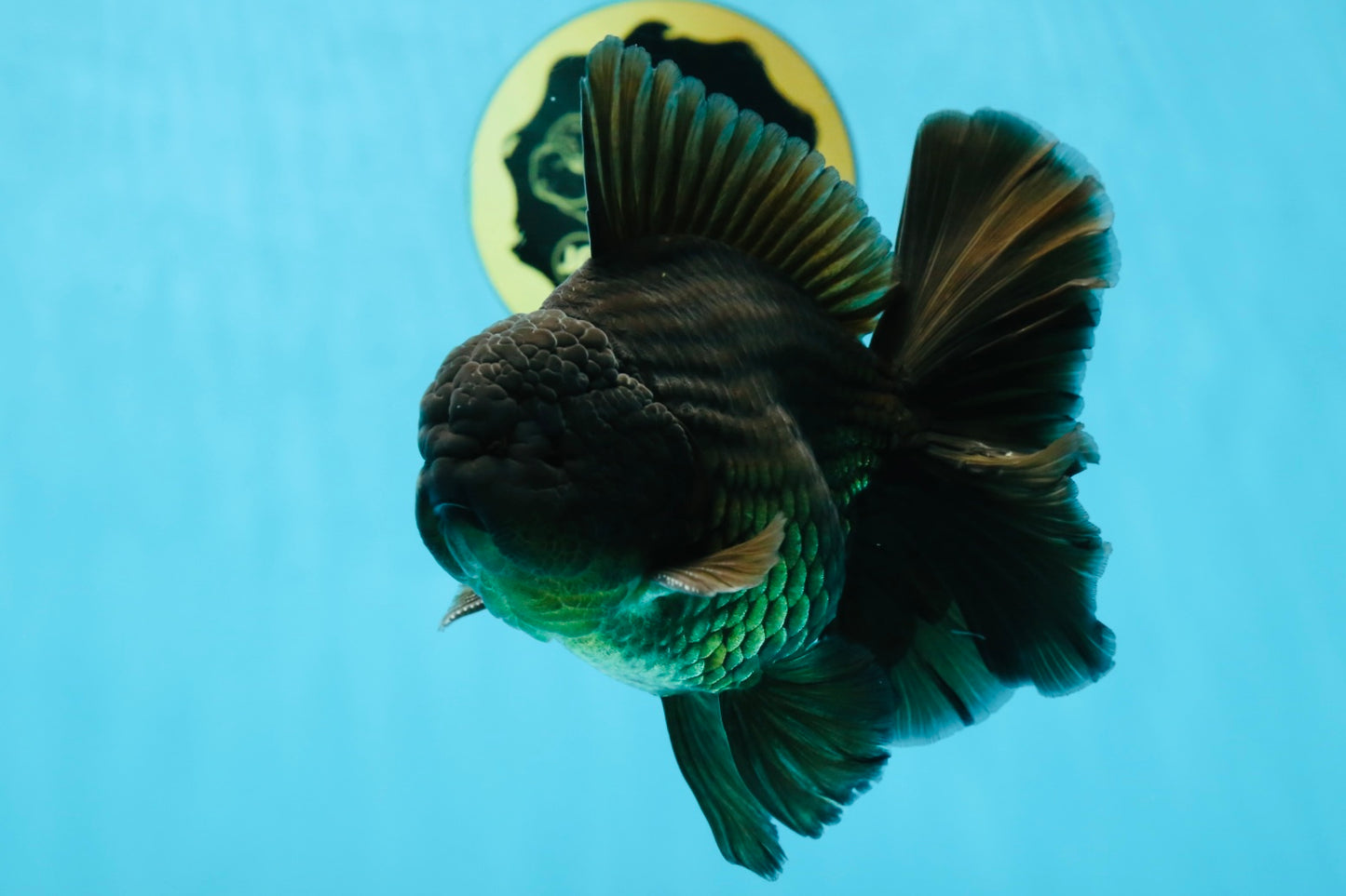 AAA Grade Young Godzilla Black Oranda Male 5.5 inches #050925OR_53