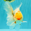 A Grade Polkadot Red White Oranda Male 6 inches #100926OR_23