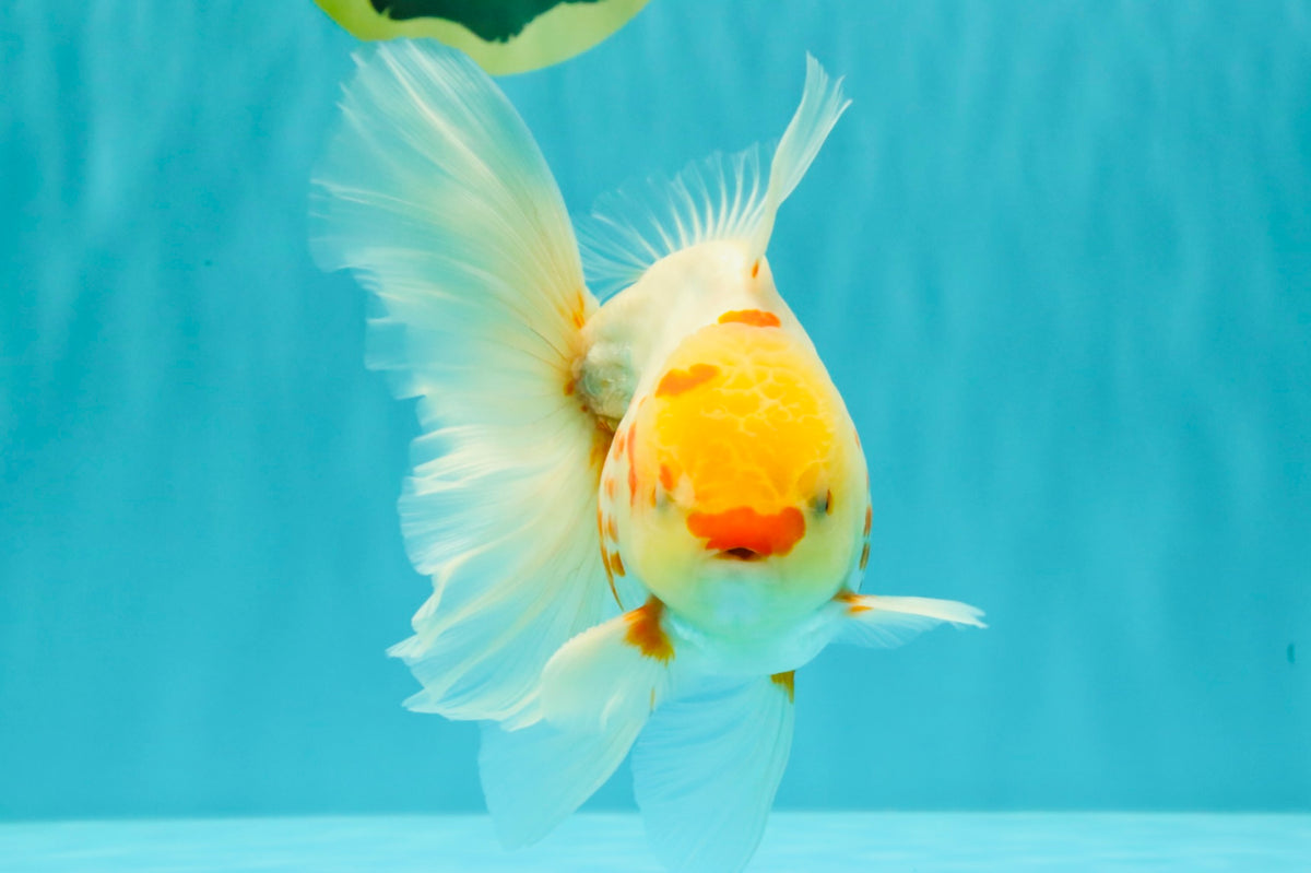 A Grade Polkadot Red White Oranda Male 6 inches #100926OR_23