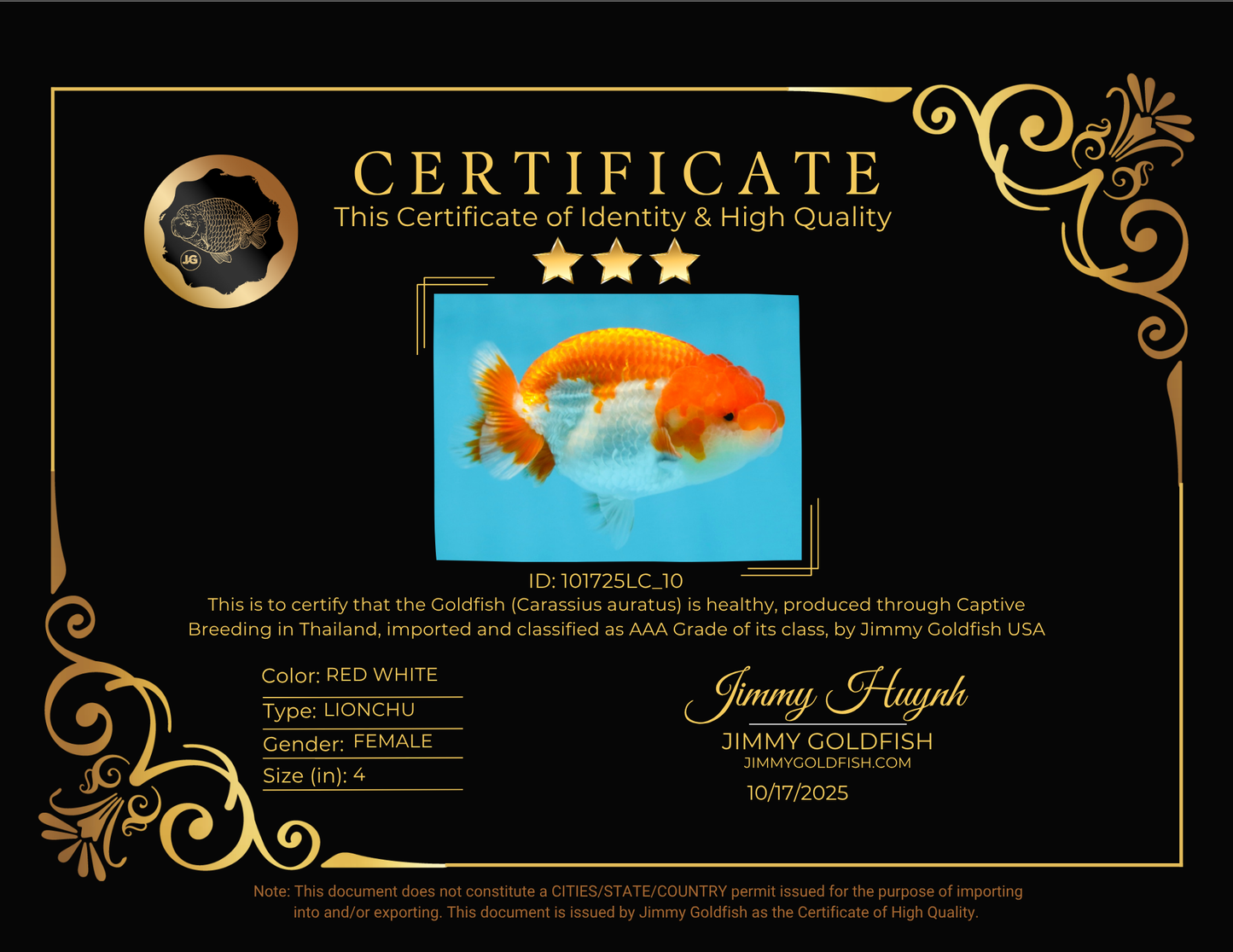 AAA Grade Red White LionQueen 4 inches #101725LC_10