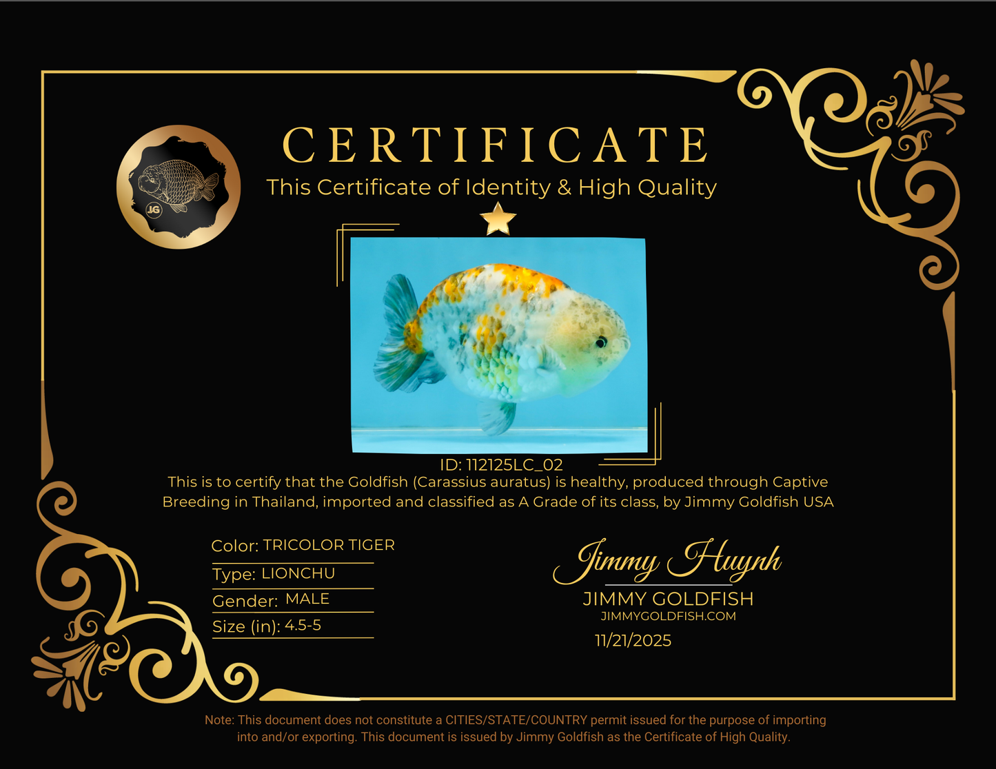 A Grade Tricolor Tiger LionKing 4.5-5 inches #112125LC_02