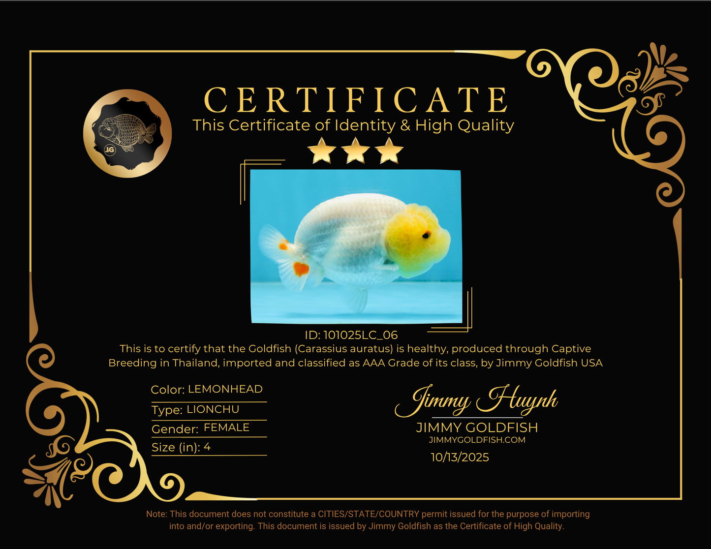 AAA Grade Young Lemonhead LionQueen 4 inches #101025LC_06