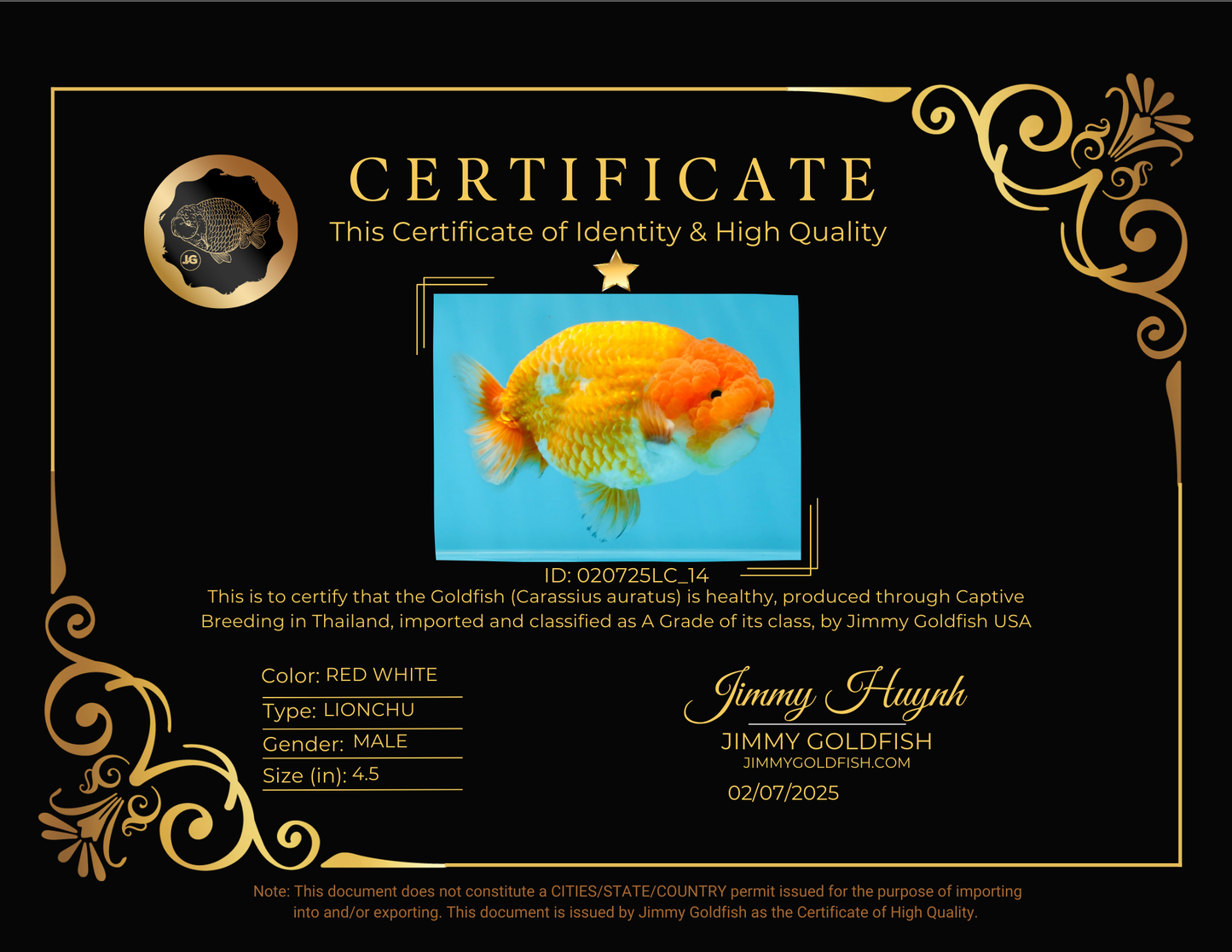 A Grade Mac N' Cheese Red White LionKing 4.5 inches #020725LC_14