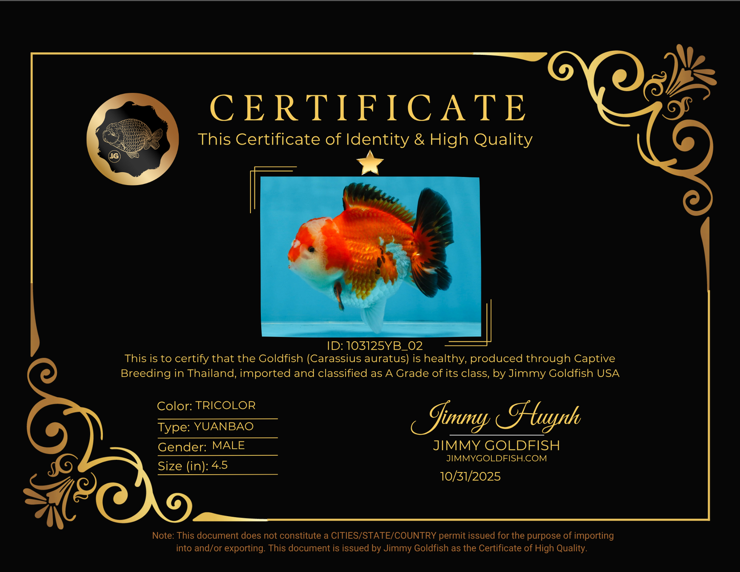 A Grade Tricolor Yuanbao Male 4.5 inches #103125YB_02