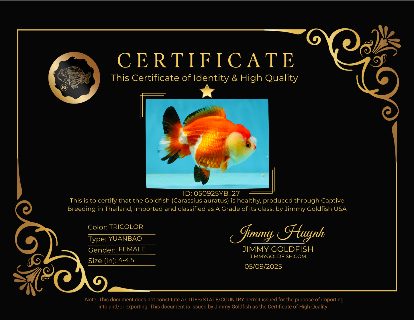 A Grade Pompom Tricolor Yuanbao Female 4-4.5 inches #050925YB_27