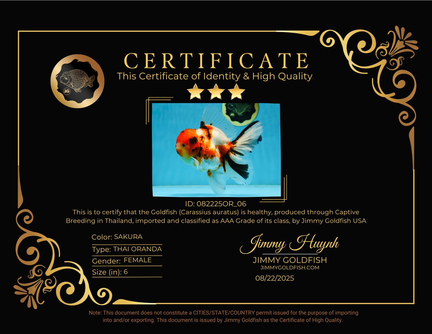 AAA Grade BEAUTY Tricolor Sakura Oranda Female 6 inches #082225OR_06