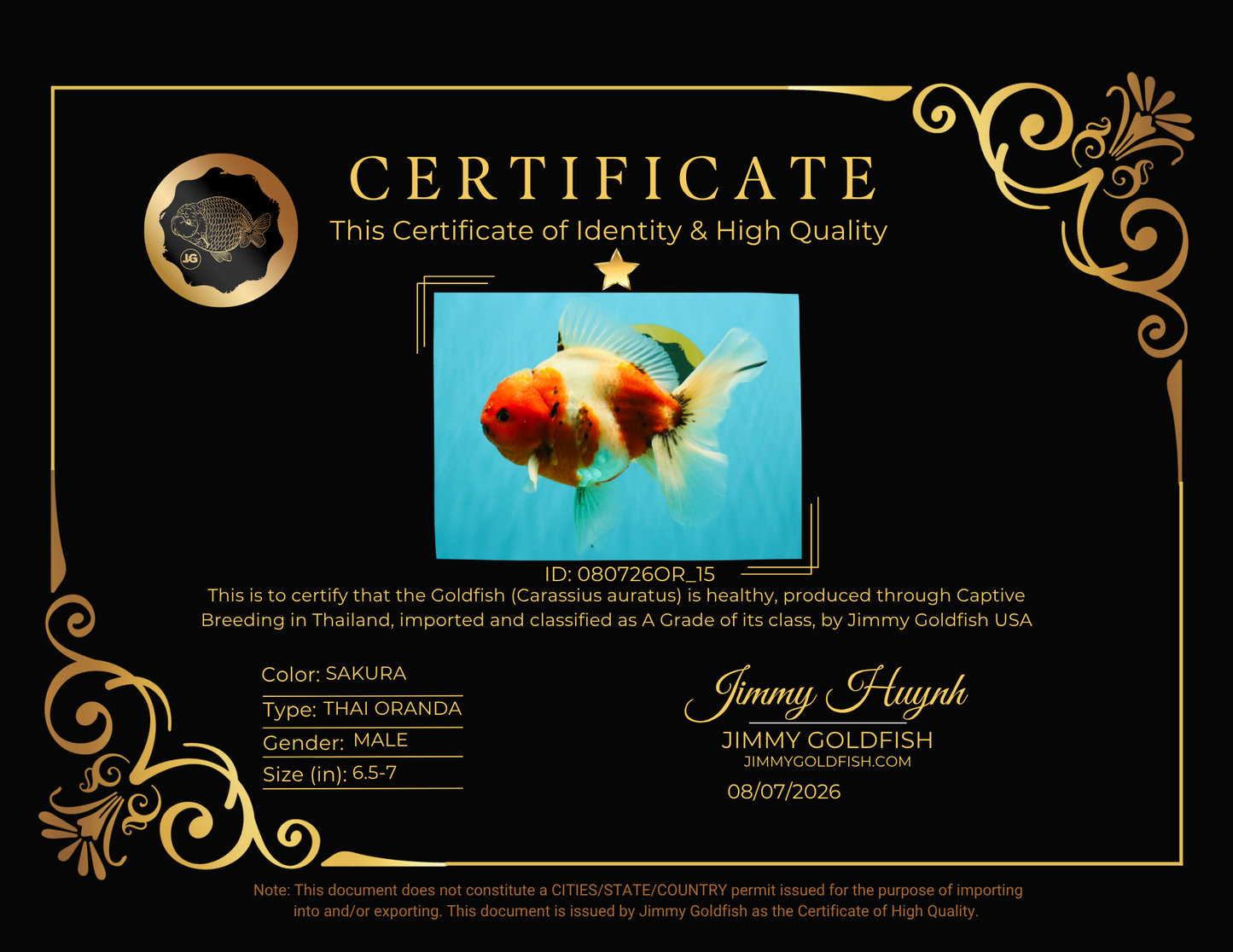 A Grade Sakura Oranda Male 6.5-7 inches #080726OR_15