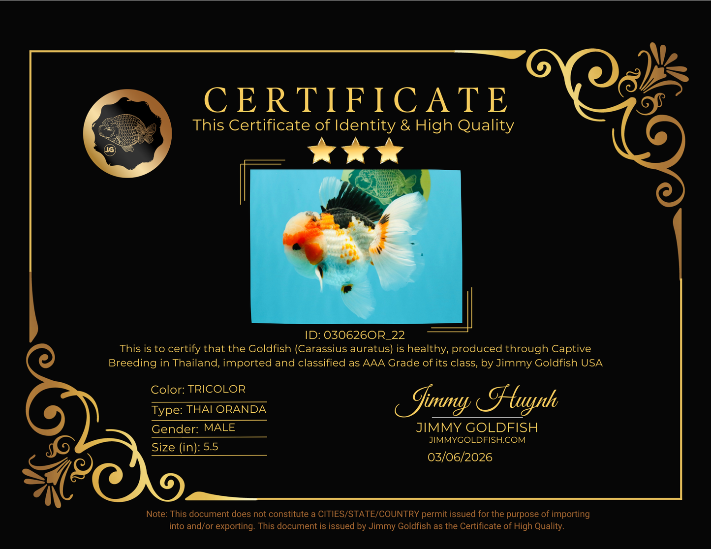 AAA Grade Tricolor Oranda Male 5.5 inches #030626OR_22