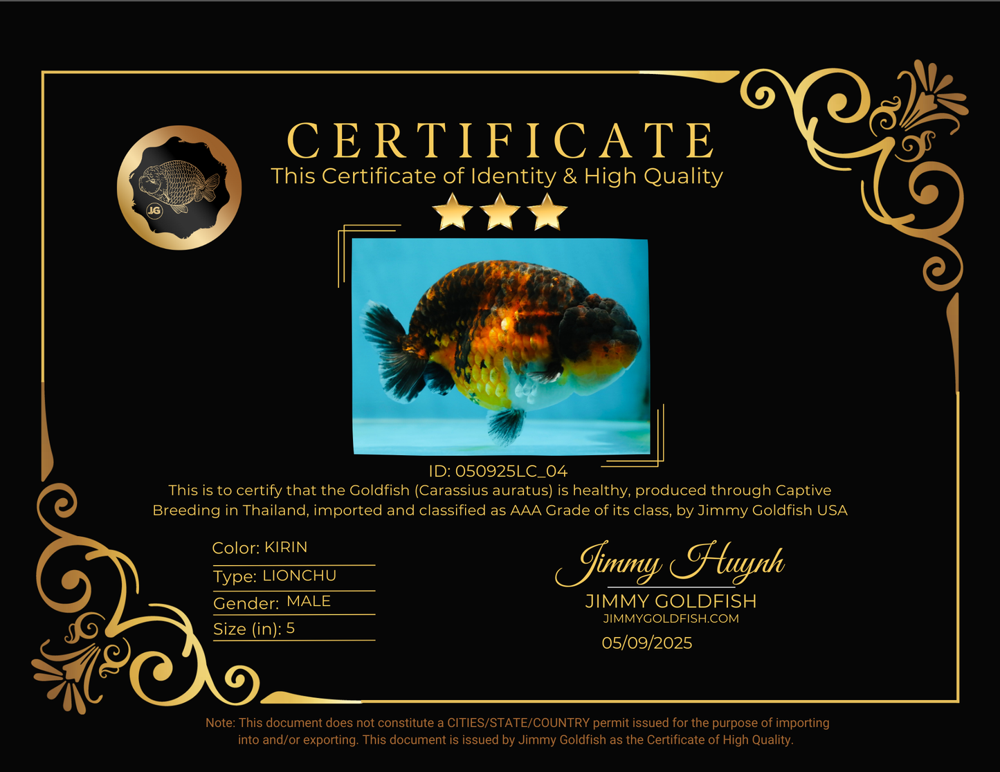 AAA Grade Kirin Tiger LionKing 5 inches #050925LC_04