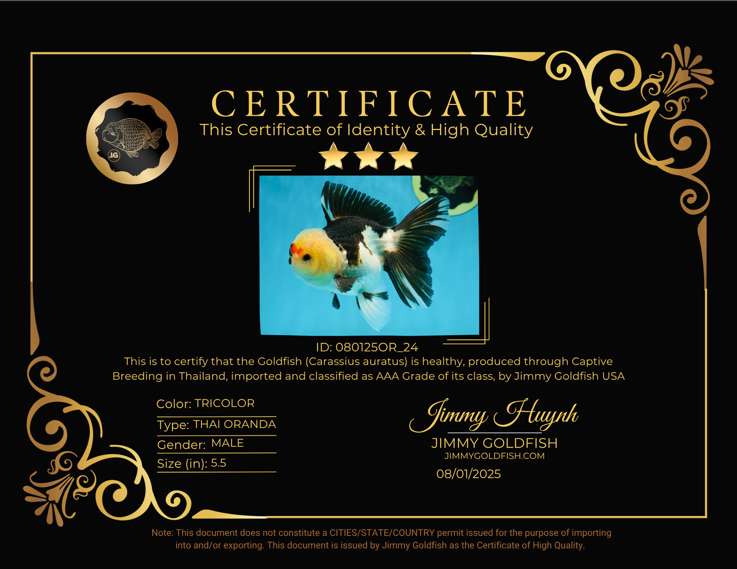 AAA Grade PUPPY Tricolor Oranda Male 5.5 inches #080125OR_24