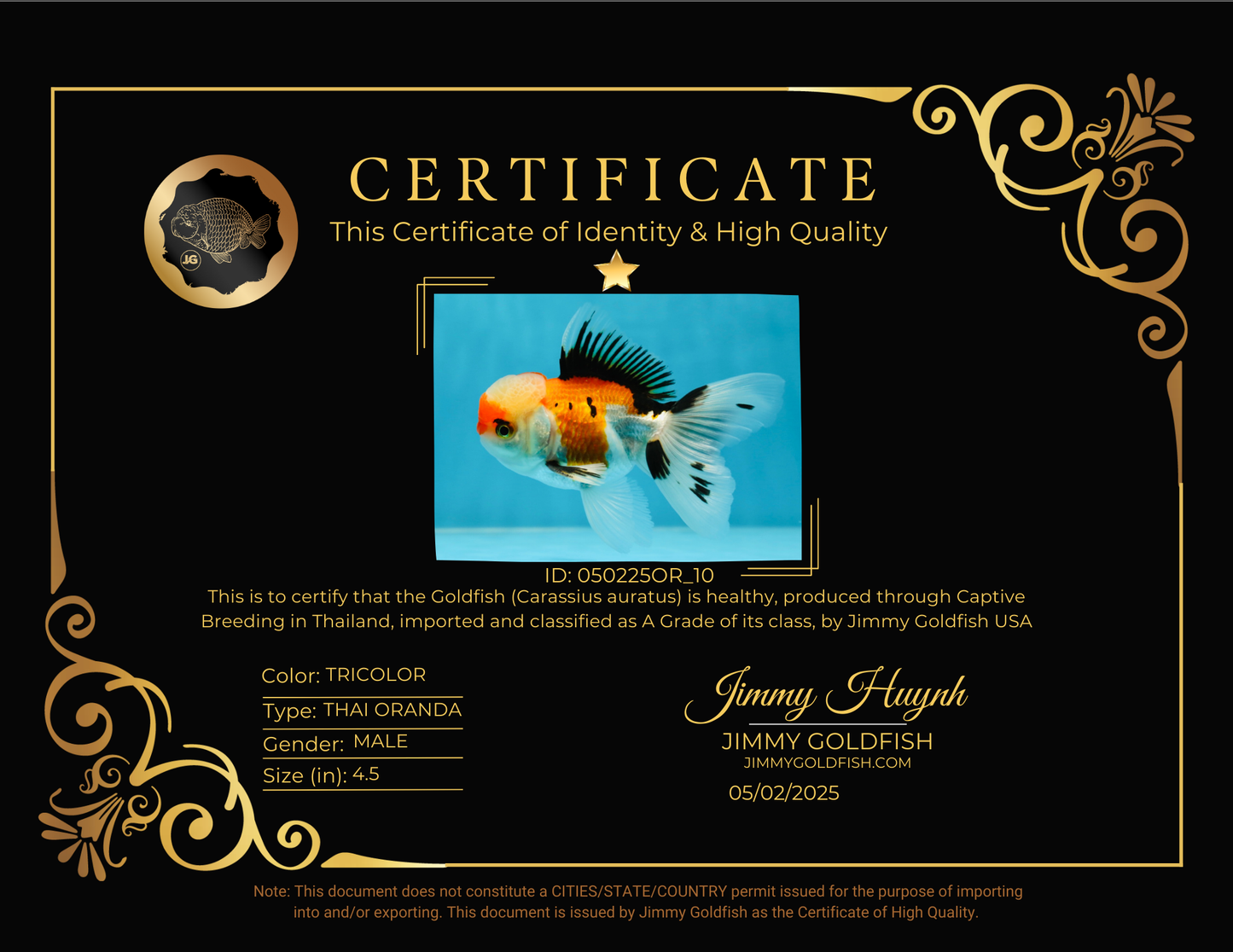 A Grade Tricolor Oranda Male 4.5 inches #050225OR_10