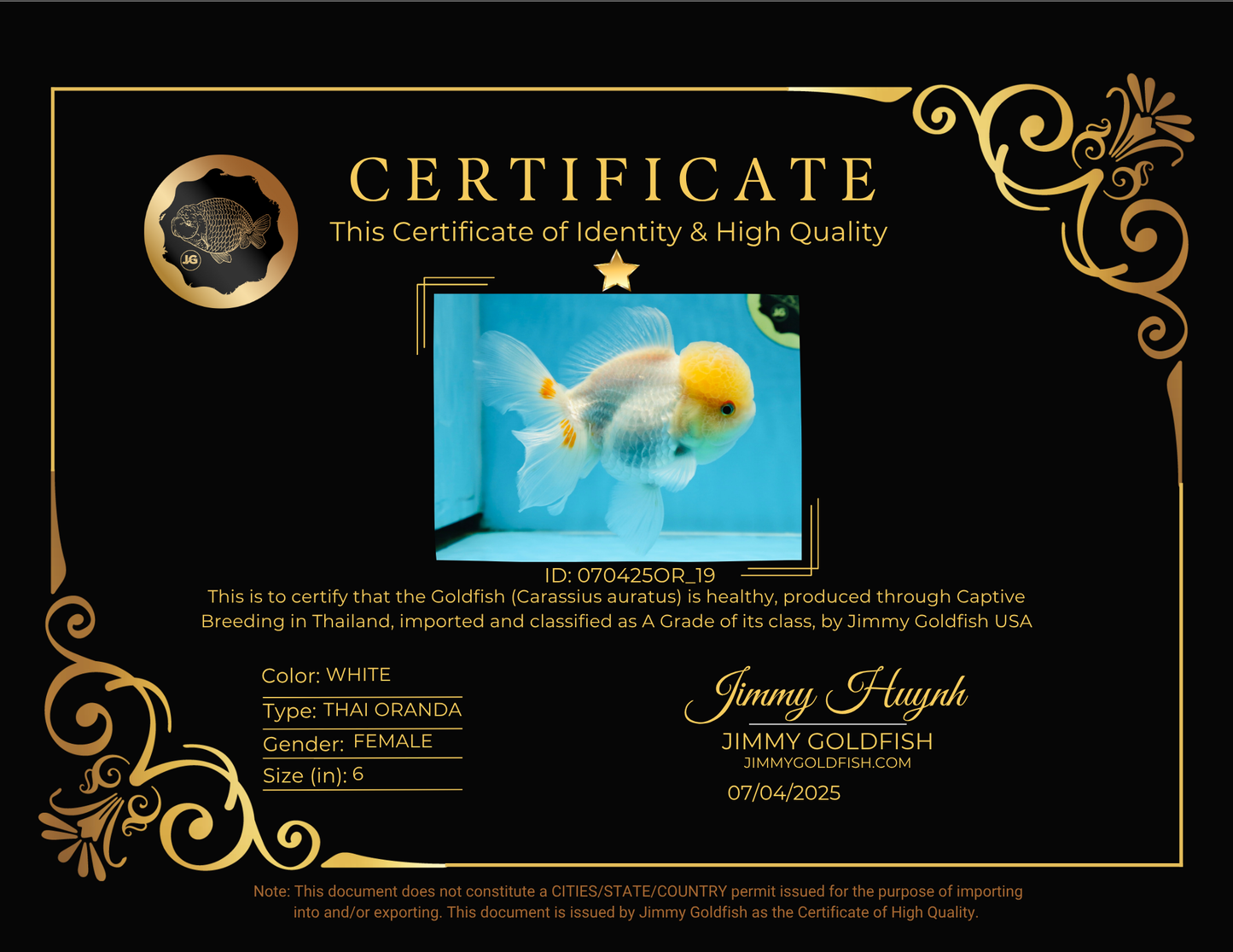 A Grade White Oranda Female 6 inches #070425OR_19