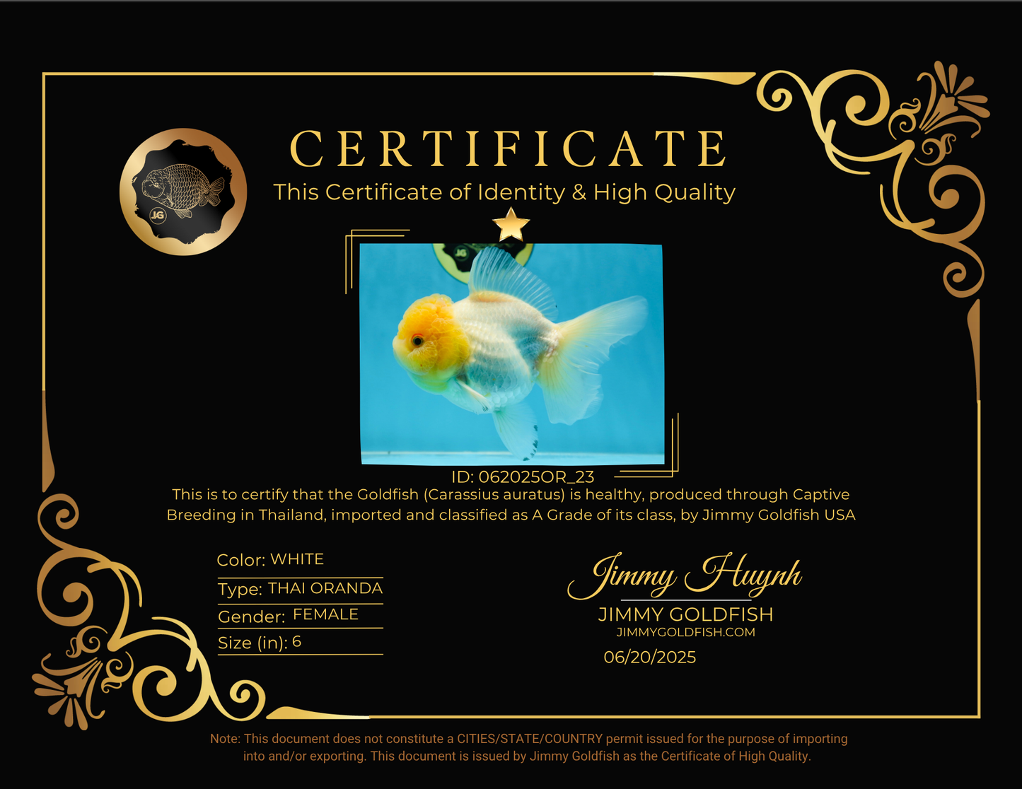 A Grade CLOUDY White Oranda Female 6 inches #062025OR_23