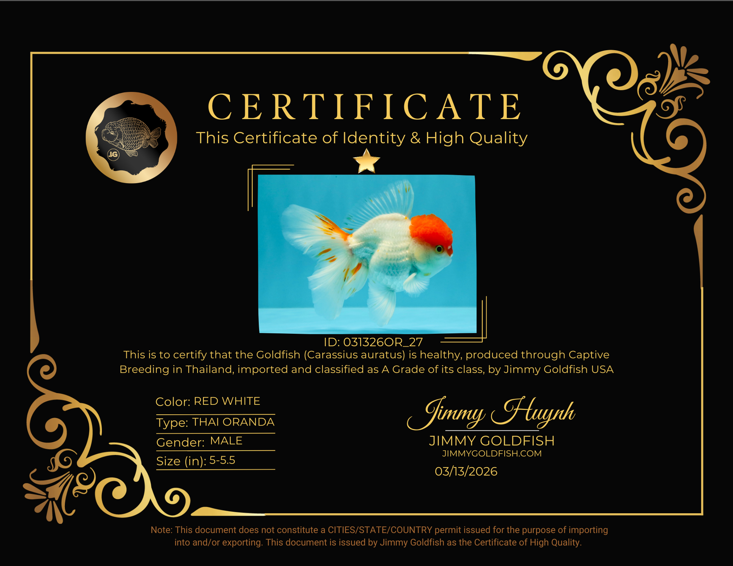 MARIO A Grade Tancho Red White Oranda Male 5-5.5 inches #031326OR_27