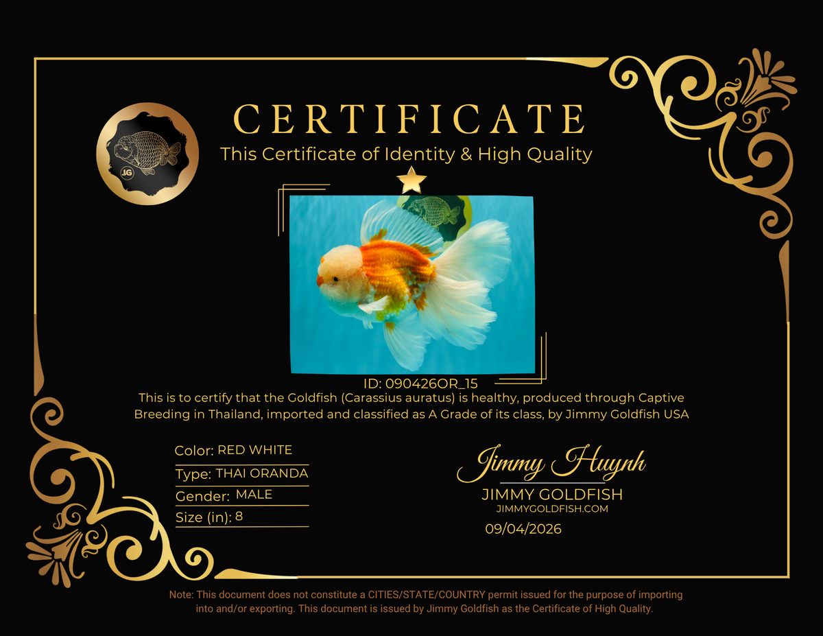 MASHMALLOW A Grade Red White Oranda Male 8 inches #090426OR_15