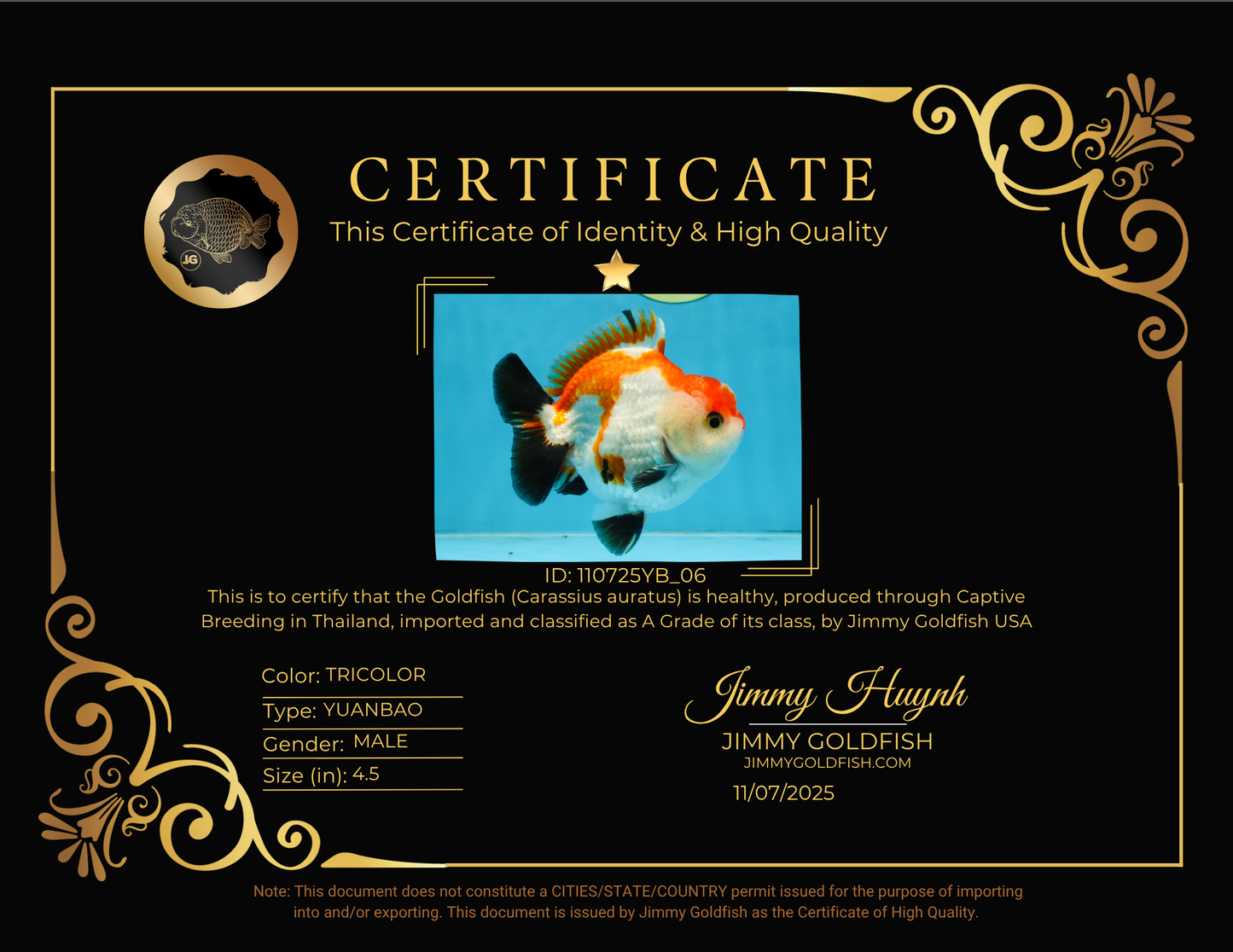 CHONKY A Grade Tricolor Yuanbao Male 4.5 inches #110725YB_06