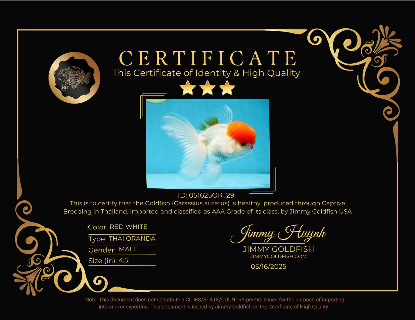 AAA Grade SUPER Red Cap Oranda Male 4.5 inches #051625OR_29