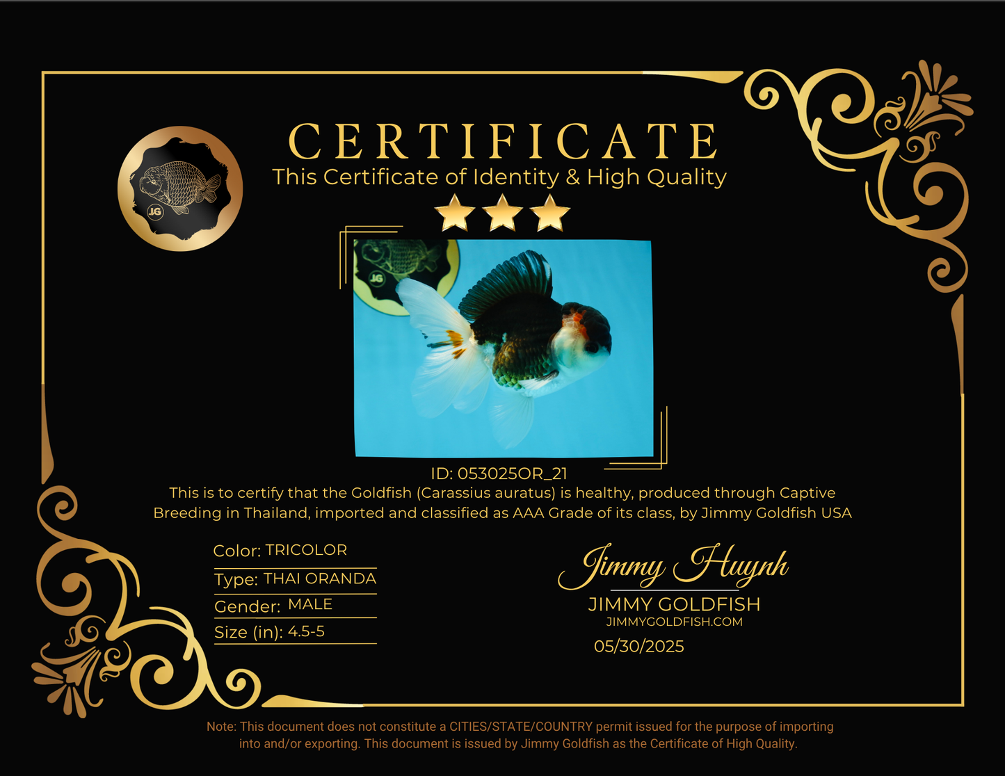 AAA Grade Tricolor  Button Eyes Oranda Male 4.5-5 inches #053025OR_21