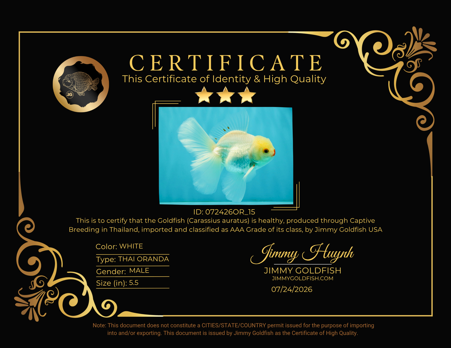 BEAUTY AAA Grade Little Chicken White Oranda Male 5.5 inches #072426OR_15