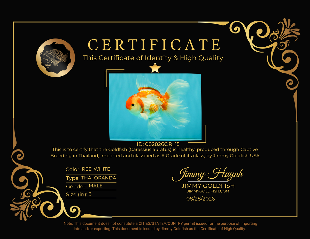 A Grade Kohaku Red White Oranda Male 6 inches #082826OR_15