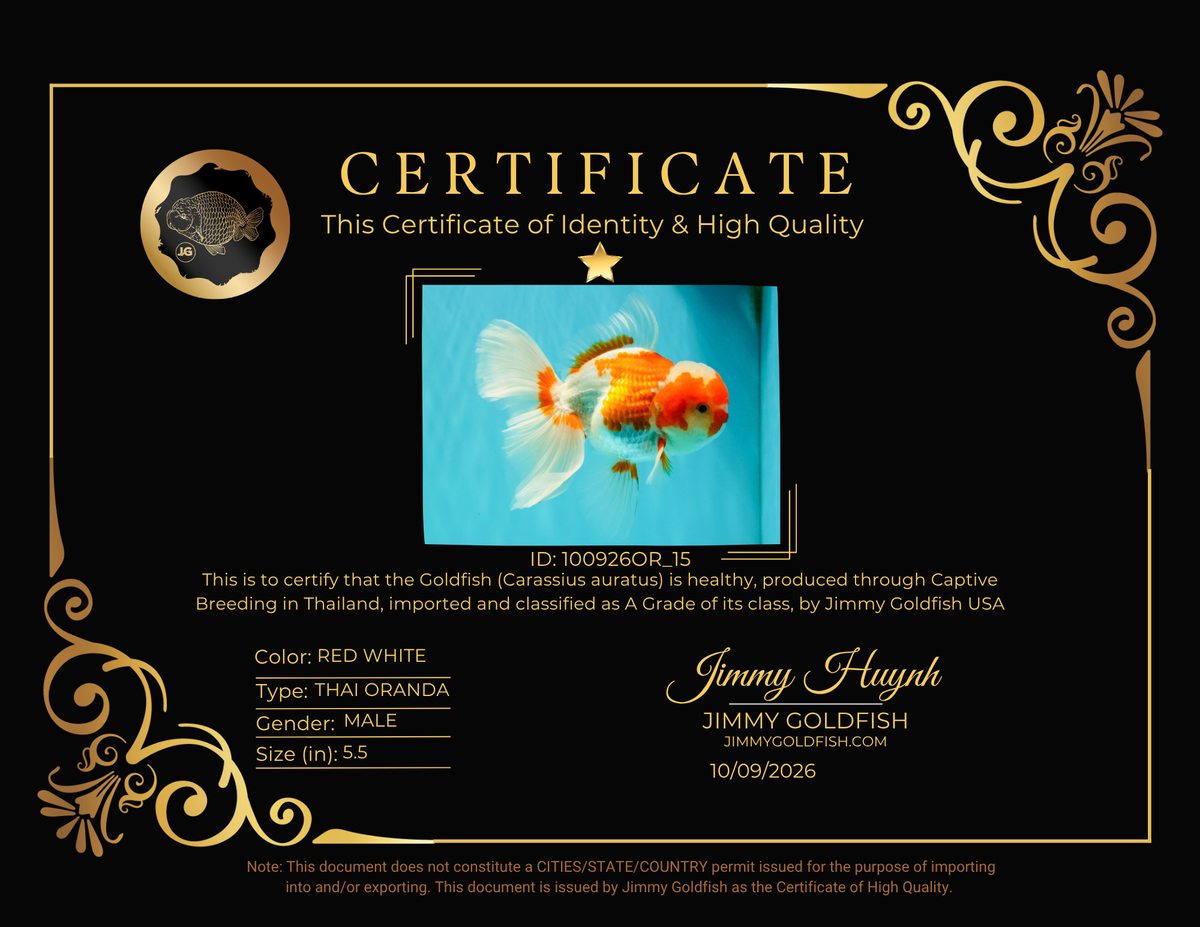 A Grade  Red White Oranda Male 5.5 inches #100926OR_15