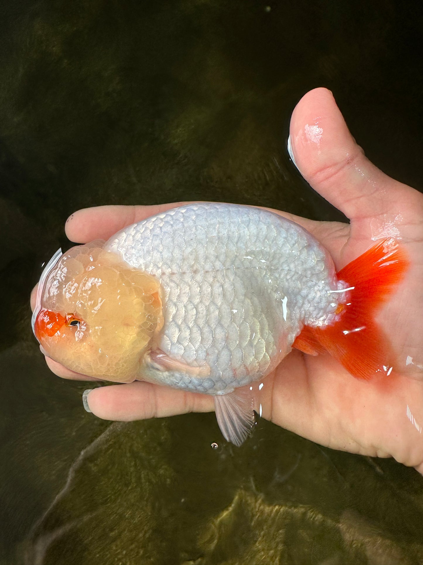 Nuevo ✨ Bigote grado A rojo blanco LionQueen 4,5-5 pulgadas #0419LC_11