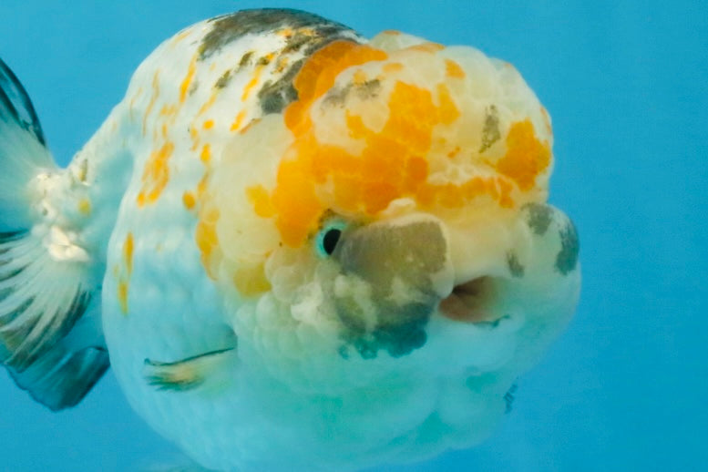 SUPER CUTE Sakura LionChu Female 5.5 inches #121925LC_08