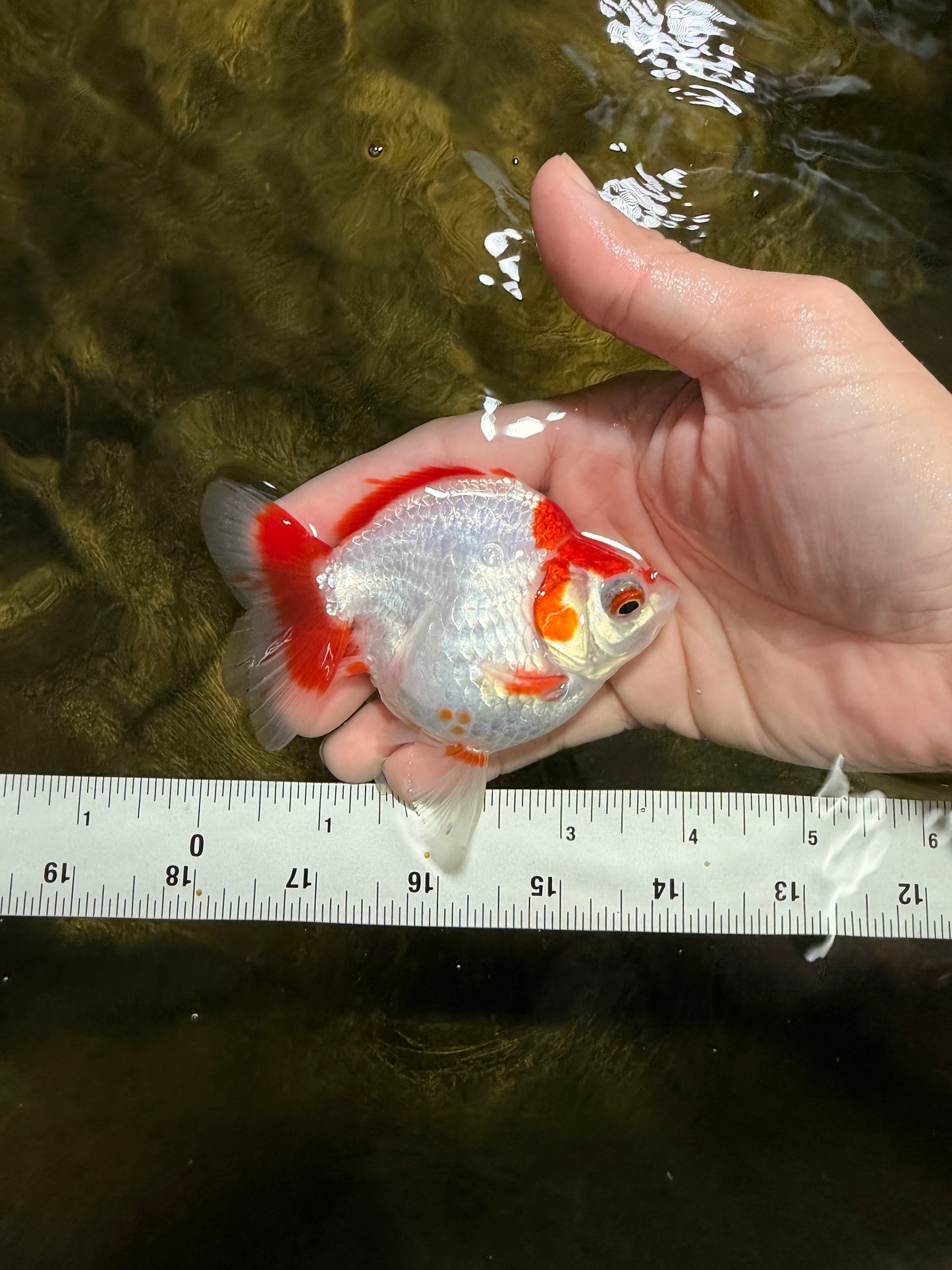 A Grade Red White Ryukin Female 3.5-4 inches #111425RK_04