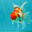 A Grade Kohaku Red White Oranda Male 6 inches #082826OR_15