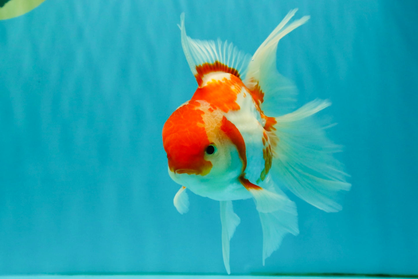 A Grade Kohaku Red White Oranda Male 6 inches #082826OR_15