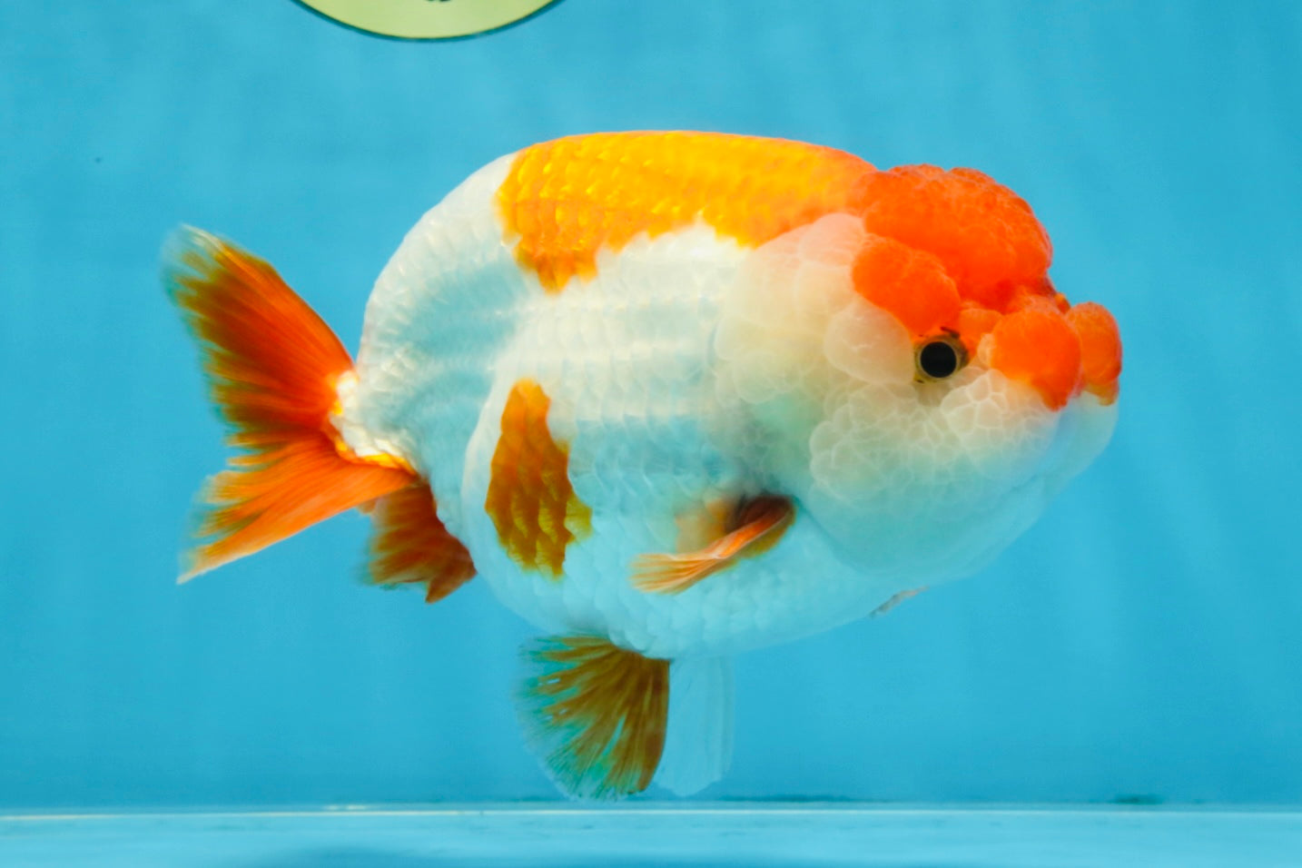 A Grade Red White LionKing 5.5-6 inches #103125LC_10