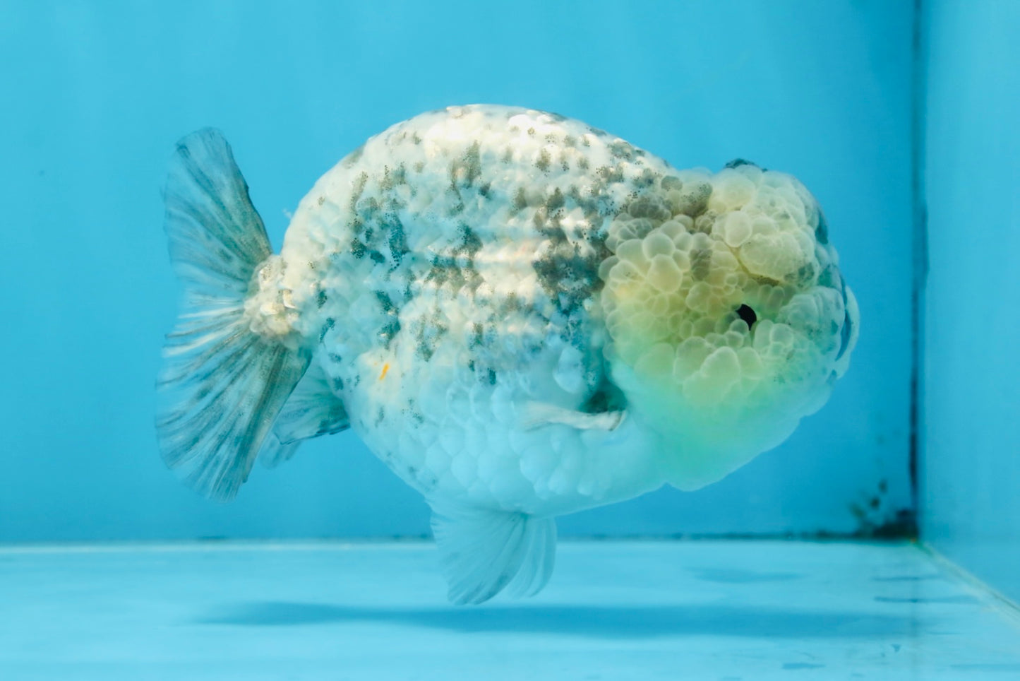 A Grade SUPER CUTE White Tiger LionKing 4.5 inches #100325LC_09