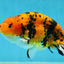 A Grade Tiger Ranchu Male 5 inches #062725LC_04