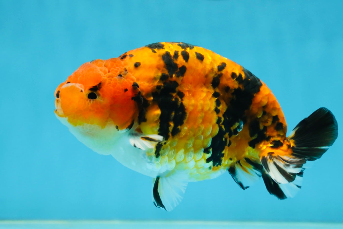 A Grade Tiger Ranchu Male 5 inches #062725LC_04